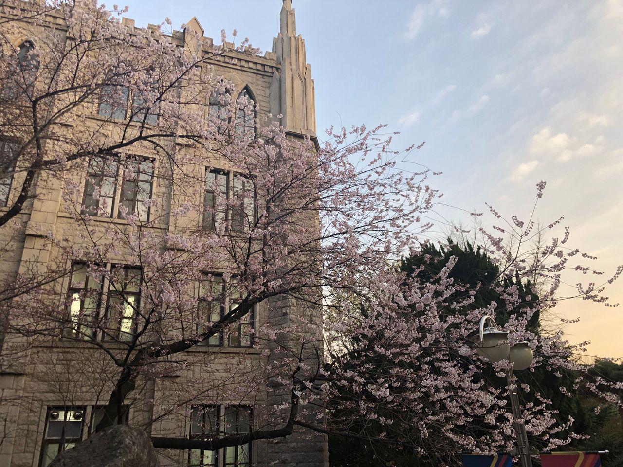 Take a walk on Kyung Hee campus with European architecture and cherry blossoms